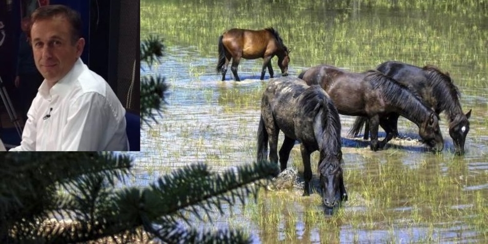 Φέρες: Η πρόταση του Κώστα Αλεξανδρή για τα άγρια άλογα στο Δέλτα του Έβρου
