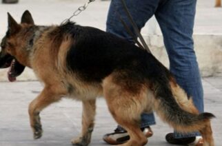 Αλεξανδρούπολη: Ο αστυνομικός σκύλος τον… μύρισε μέσα στο λιμάνι με ναρκωτικά και τον συνέλαβαν