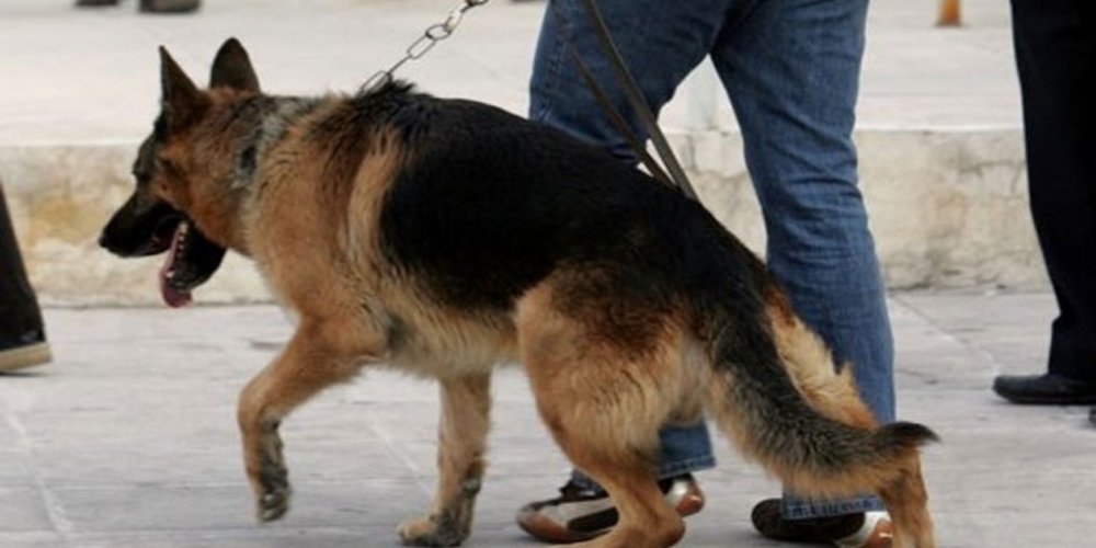 Αλεξανδρούπολη: Ο αστυνομικός σκύλος τον… μύρισε μέσα στο λιμάνι με ναρκωτικά και τον συνέλαβαν
