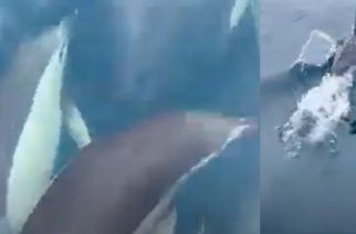 ΒΙΝΤΕΟ: Τα δελφίνια του Θρακικού Πελάγους… ξετρέλαναν τον Αντιπεριφερειάρχη Θ.Τσώνη στον δρόμο προς Σαμοθράκη
