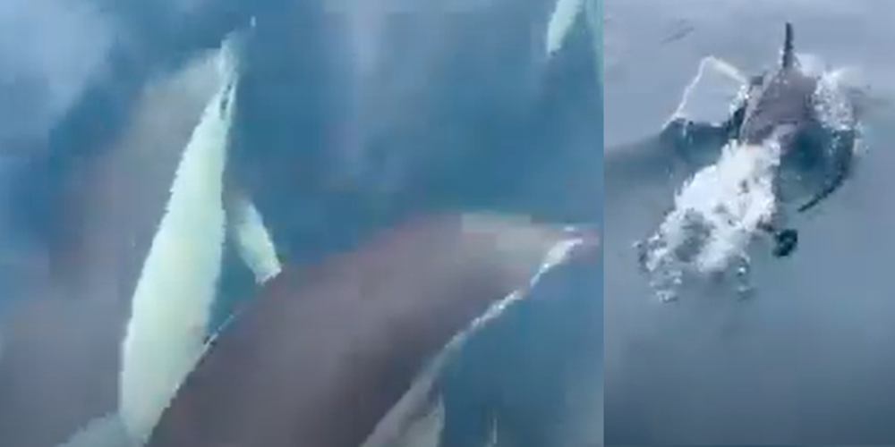 ΒΙΝΤΕΟ: Τα δελφίνια του Θρακικού Πελάγους… ξετρέλαναν τον Αντιπεριφερειάρχη Θ.Τσώνη στον δρόμο προς Σαμοθράκη