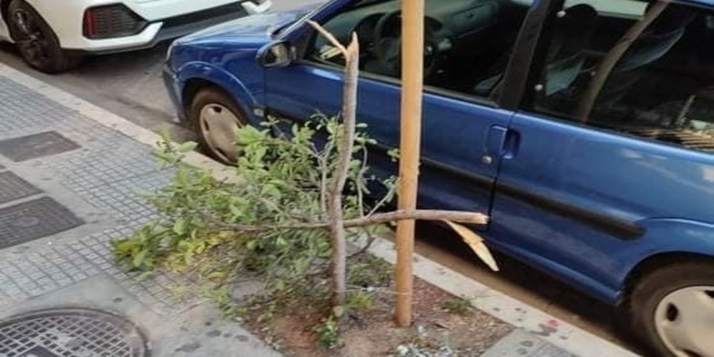 Ο δήμος Αλεξανδρούπολης ζητάει απ’ τους πολίτες να “καρφώσουν” τηλεφωνικά τον “ανεγκέφαλο” που έσπασε δέντρο