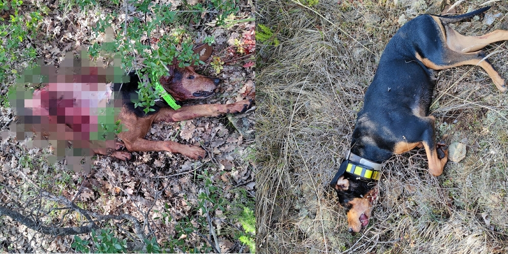 Φρίκη στο Σουφλί: Λύκοι κατασπάραξαν χθες δυο κυνηγόσκυλα