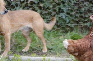 Διδυμότειχο: Κάτοικος ζητάει αποζημίωση απ’ τον δήμο, για κότες που του σκότωσαν σκυλιά του δημοτικού κοινοκομείου