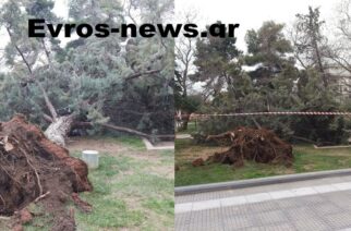 Αλεξανδρούπολη: Τεράστιος κίνδυνος από πτώση δέντρου στο πάρκο Ανεξαρτησίας λόγω θυελλωδών ανέμων