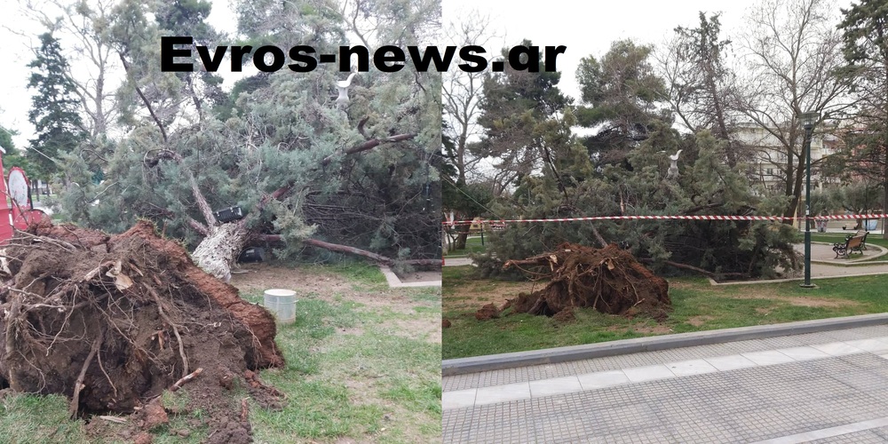 Αλεξανδρούπολη: Τεράστιος κίνδυνος από πτώση δέντρου στο πάρκο Ανεξαρτησίας λόγω θυελλωδών ανέμων