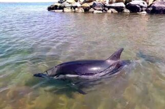 Ατυχής η πρακτική «διάσωσης» δελφινιού στην περιοχή του Μαΐστρου Αλεξανδρούπολης, αναφέρει το Ερευνητικό Κέντρο “Αρίων”