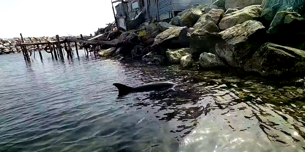 Διάσωση δελφινιού από κυνηγό στην Αλεξανδρούπολη (BINTEO)