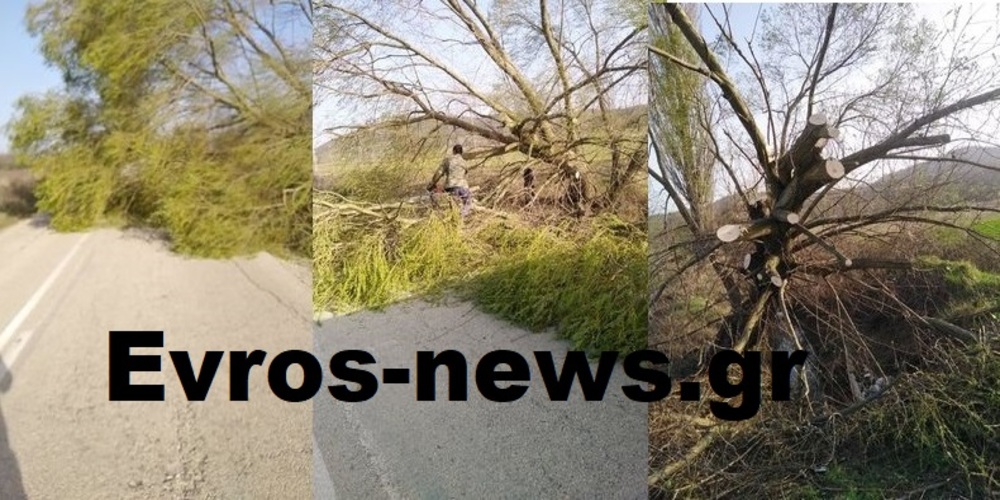 Σουφλί: Έκλεισε ο επαρχιακός δρόμος Μάνδρας-Μικρού Δερείου από πεσμένο δέντρο λόγω ανέμων