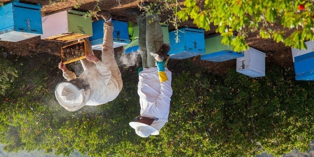 Σημαντική η συμμετοχή του Έβρου στην εγχώρια παραγωγή προϊόντων μέλισσας