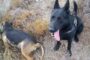 Αλεξανδρούπολη: Νέο περιστατικό δηλητηριασμένων δολωμάτων με θύμα σκύλο κοντά σε περιοχή Natura 2000