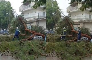 Ορεστιάδα: Δέντρα έπεσαν πάνω σε αυτοκίνητα προκαλώντας ζημιές στη Ν.Βύσσα (ΒΙΝΤΕΟ)