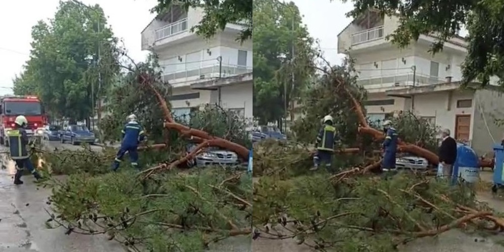 Ορεστιάδα: Δέντρα έπεσαν πάνω σε αυτοκίνητα προκαλώντας ζημιές στη Ν.Βύσσα (ΒΙΝΤΕΟ)