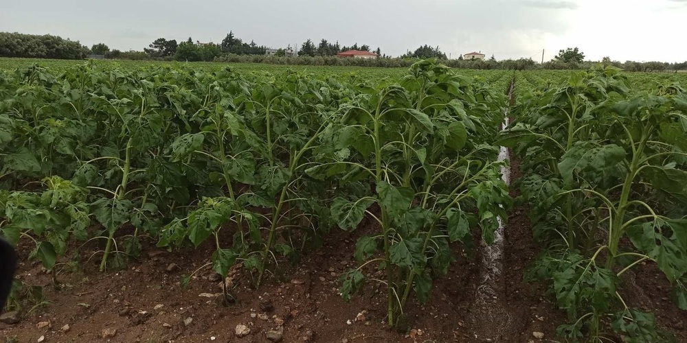 Έβρος: Ευεργετική η βροχή για τους αγρότες, αλλά και ζημιές από χαλάζι στην περιοχή Ορεστιάδας