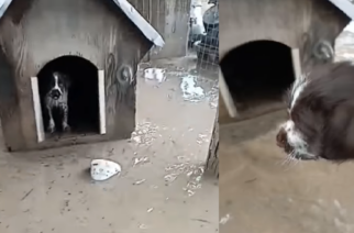 Συγκλονιστικό ΒΙΝΤΕΟ: Η αγωνία του βολεϊμπολίστα Κώστα Μπαρμπούδη, να σώσει το σκυλί στο πλημμυρισμένο σπίτι