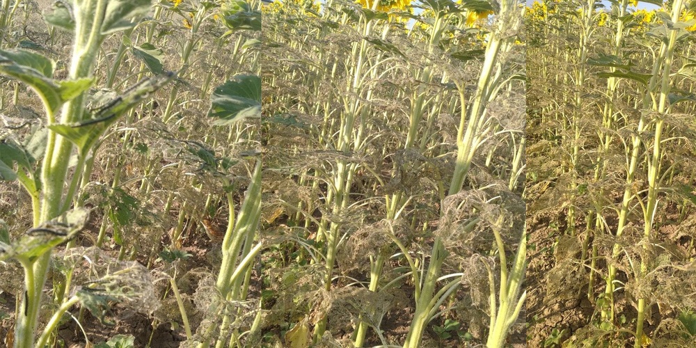 Το πρόβλημα με το σκουλήκι στις καλλιέργειες επεκτείνεται σε όλο τον Έβρο