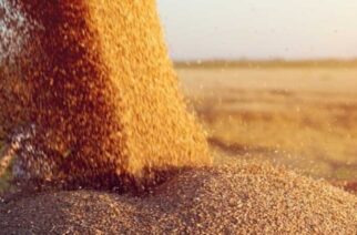 Συμφωνία για την πώληση του σιταριού έκανε η “ΕΝΩΣΗ Ορεστιάδας – Δίνει περιθώρια επιλογών στους παραγωγούς