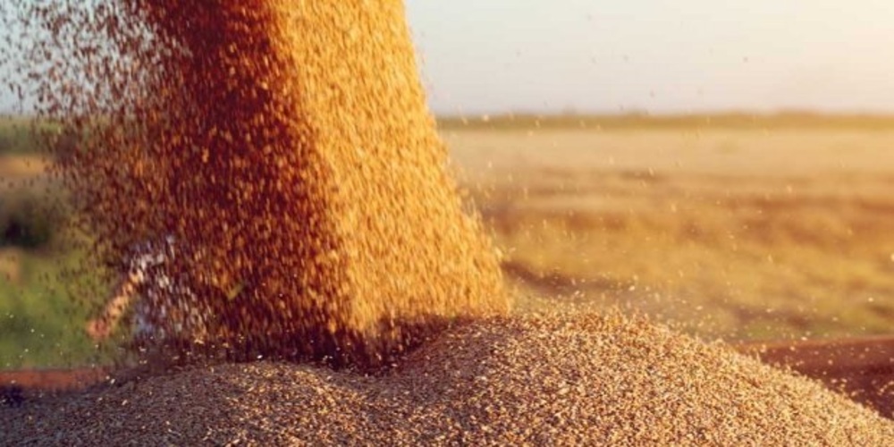 Συμφωνία για την πώληση του σιταριού έκανε η “ΕΝΩΣΗ Ορεστιάδας – Δίνει περιθώρια επιλογών στους παραγωγούς