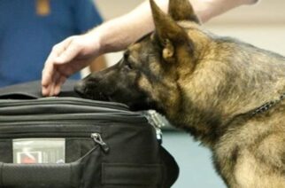 Σαμοθράκη: Ο αστυνομικός σκύλος… μύρισε τα ναρκωτικά που είχε πάνω της και συνελήφθη