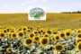 Ορεστιάδα: Τα σημεία συγκέντρωσης ηλίανθου του Αγροτικού Συνεταιρισμού Δημητριακών ”Η ΕΝΩΣΗ”
