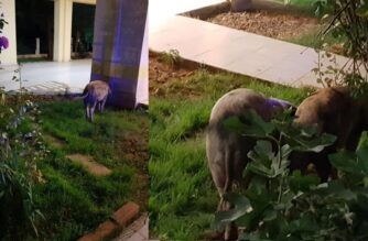 Αλεξανδρούπολη: Αδέσποτα… γουρούνια έκαναν την εμφάνιση τους σε πυλωτή και κήπο πολυκατοικίας