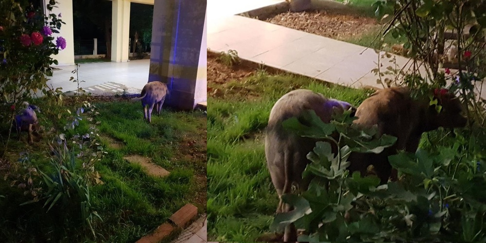 Αλεξανδρούπολη: Αδέσποτα… γουρούνια έκαναν την εμφάνιση τους σε πυλωτή και κήπο πολυκατοικίας