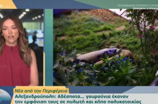 ΒΙΝΤΕΟ: Το ρεπορτάζ μας για… γουρούνια σε πυλωτή πολυκατοικίας της Αλεξανδρούπολης, σε εκπομπή του OPEN