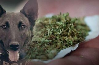 Αλεξανδρούπολη: Δυο συλλήψεις για ναρκωτικά, με την βοήθεια του αστυνομικού σκύλου “LAIKA”