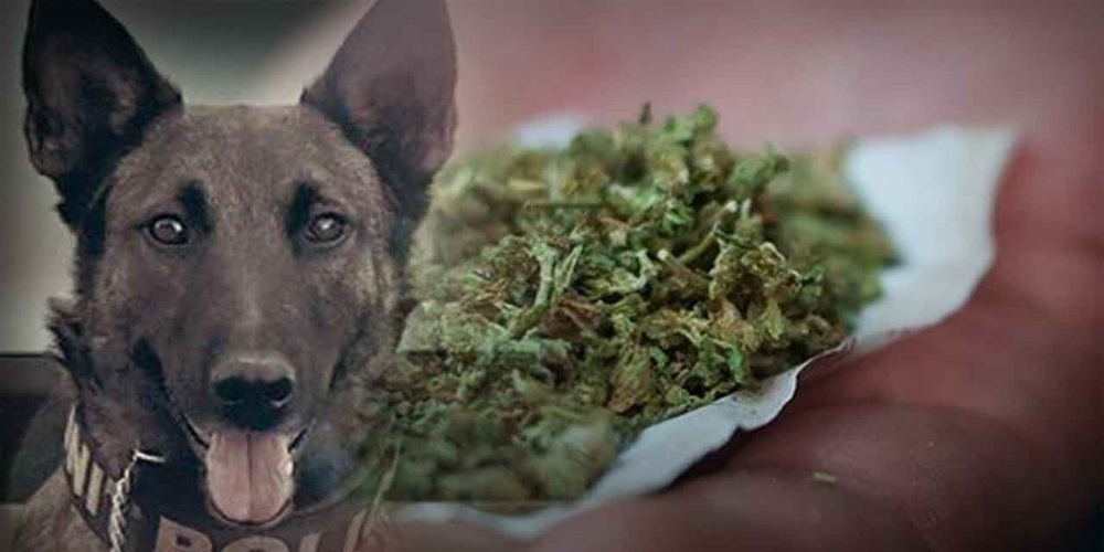 Αλεξανδρούπολη: Δυο συλλήψεις για ναρκωτικά, με την βοήθεια του αστυνομικού σκύλου “LAIKA”