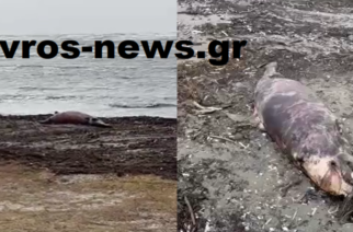 Αλεξανδρούπολη: Τεράστιο νεκρό δελφίνι ξεβράστηκε στην παραλία Απαλού (ΒΙΝΤΕΟ)