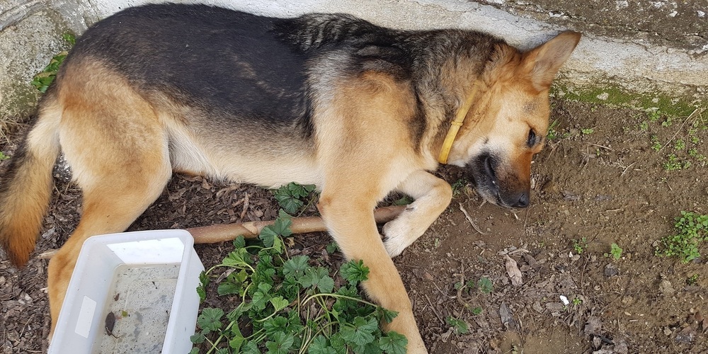 Διδυμότειχο: Ασυνείδητοι δηλητυηρίσαν και σκότωσαν σκυλί με φόλες, χαροπαλεύει ένα δεύτερο