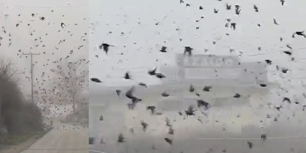 Ορεστιάδα: Εντυπωσιακό θέαμα στο Ορμένιο – Χιλιάδες μαυροπούλια πετούν χαμηλά λόγω ομίχλης (ΒΙΝΤΕΟ)