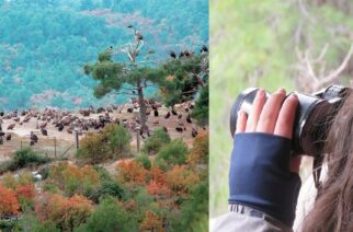 Σουφλί: Δράση ευαισθητοποίησης για σχολικές ομάδες στο Εθνικό Πάρκο Δαδιάς