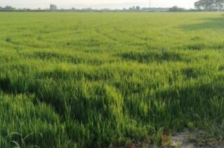 Έβρος: Αιτήσεις για παραχώρηση προς καλλιέργεια αδιάθετων εκτάσεων με 5 ευρώ  το στρέμμα
