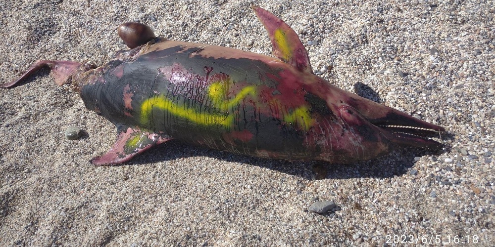 Αλεξανδρούπολη: Νεκρό δελφίνι για μέρες στην παραλία Δικέλλων, αποτελεί εστία μόλυνσης