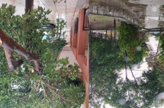 Αλεξανδρούπολη: Έσπασαν δέντρα απ’ το ξαφνικό μπουρίνι – Διακοπή ηλεκτροδότησης σε χωριά περιοχής Τραϊανούπολης