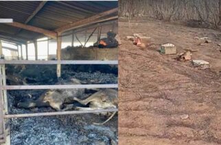Έβρος:  Απανθρακώθηκαν 950 ζώα, κάηκαν 1.200 μελίσσια απ’ την πυρκαγιά, δείχνει μια πρώτη καταγραφή