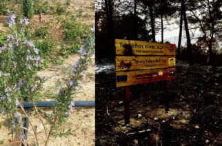 Σουφλί: Ξεκινούν άμεσα ενέργειες για ανακατασκευή του καμένου Μελισσοκομικού Πάρκου – Συγκέντρωση σήμερα μελισσοκόμων