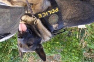 Αλεξανδρούπολη: Ο αστυνομικός σκύλος… μύρισε τα ναρκωτικά σε χωριό της περιοχής και τον συνέλαβαν