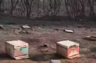 Έντονες διαμαρτυρίες μελισσοκόμων που καταστράφηκαν απ’ τις πυρκαγιές κατά Κυβέρνησης – Ετοιμάζουν κινητοποιήσεις