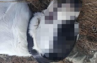 Αποτροπιασμό και θλίψη για την θανάτωση αδέσποτων ζώων από αγνώστους, εκφράζει ο δήμος Ορεστιάδας